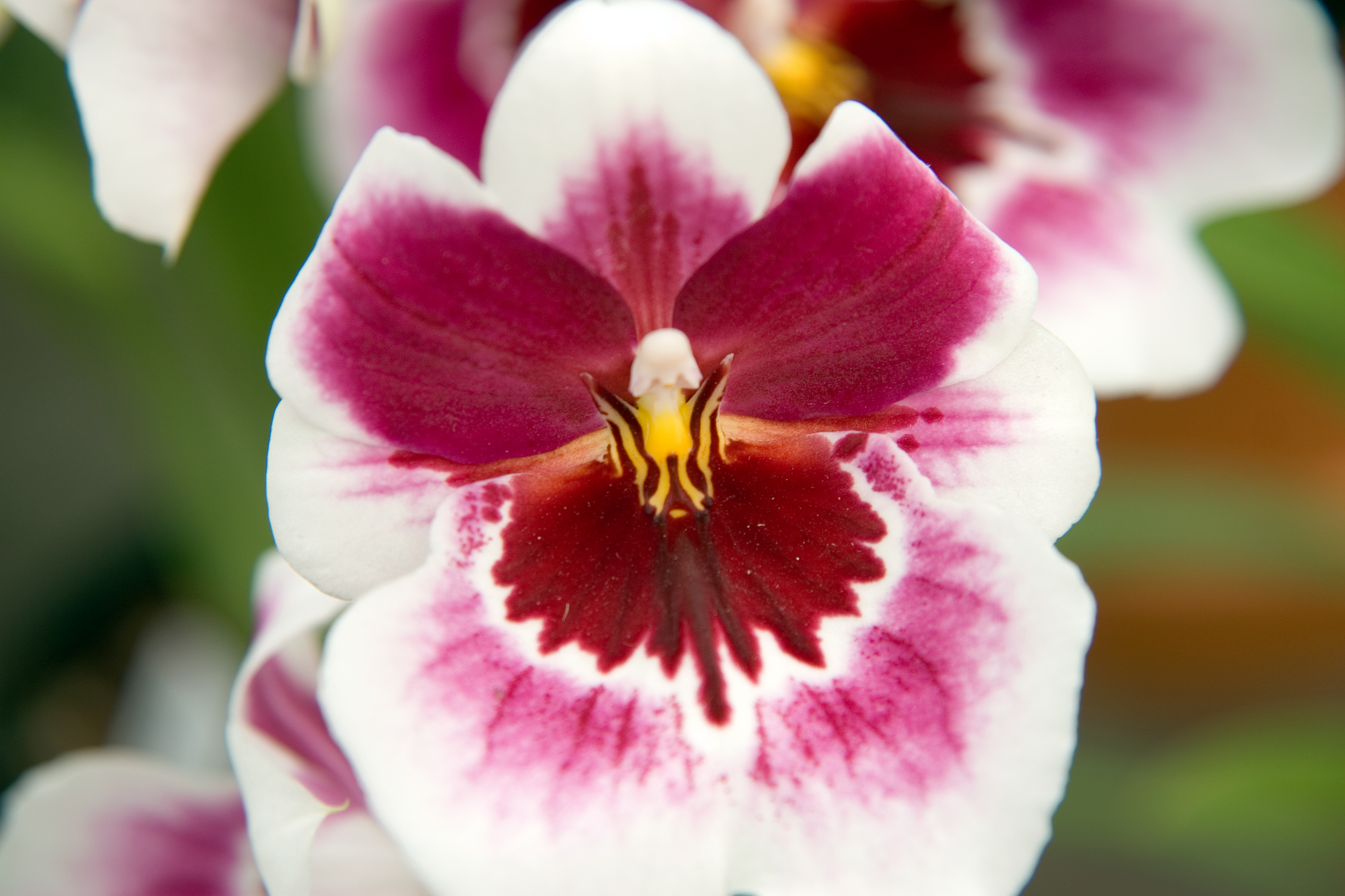 Ono Yūko - Nghệ Thuật Đa Chiều và Di Sản Sáng Tạo Không Ngừng